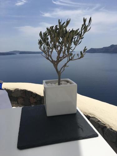 Olive Tree Santorini