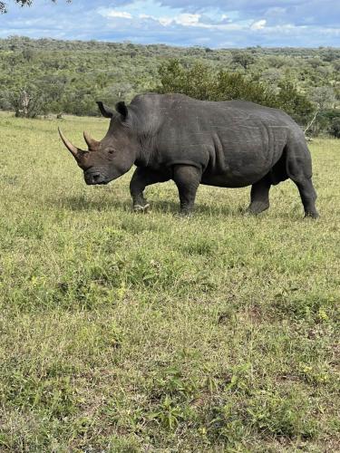 Rhino Sabi Sands