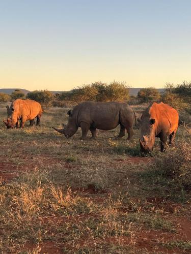 Rhino of Madikwe