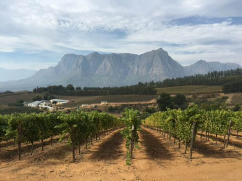 Stellenbosch Wine Region